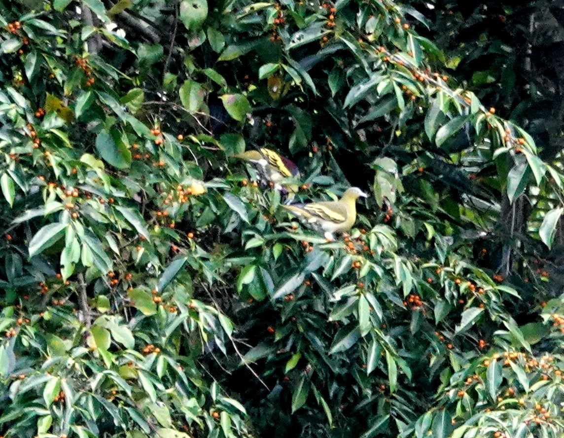 Buru Green-Pigeon - Deanna MacPhail