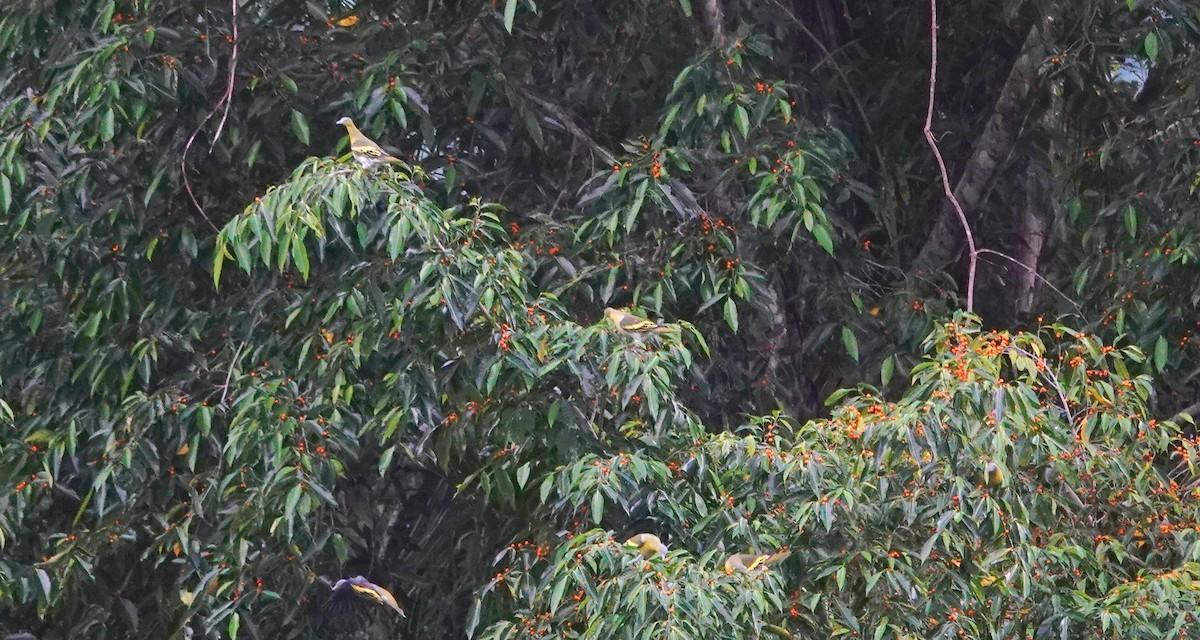 Buru Green-Pigeon - Deanna MacPhail