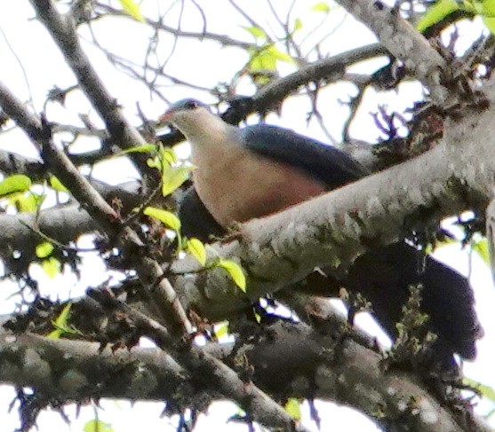 Buru Mountain-Pigeon - ML192859981