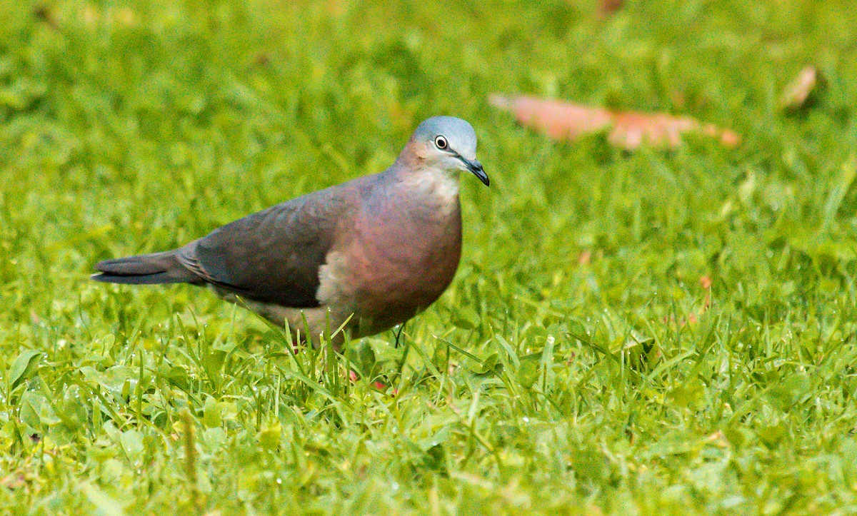 Tolima Dove - ML192860221