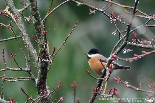 Pere David's Tit - ML192860351