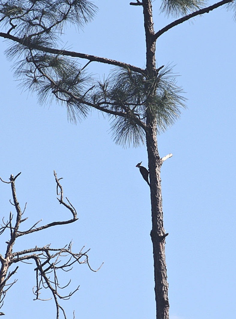 Pileated Woodpecker - ML192860451