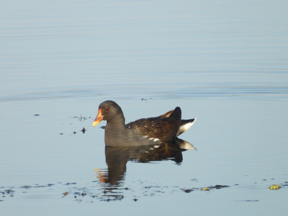 Eurasian Moorhen - ML192860511