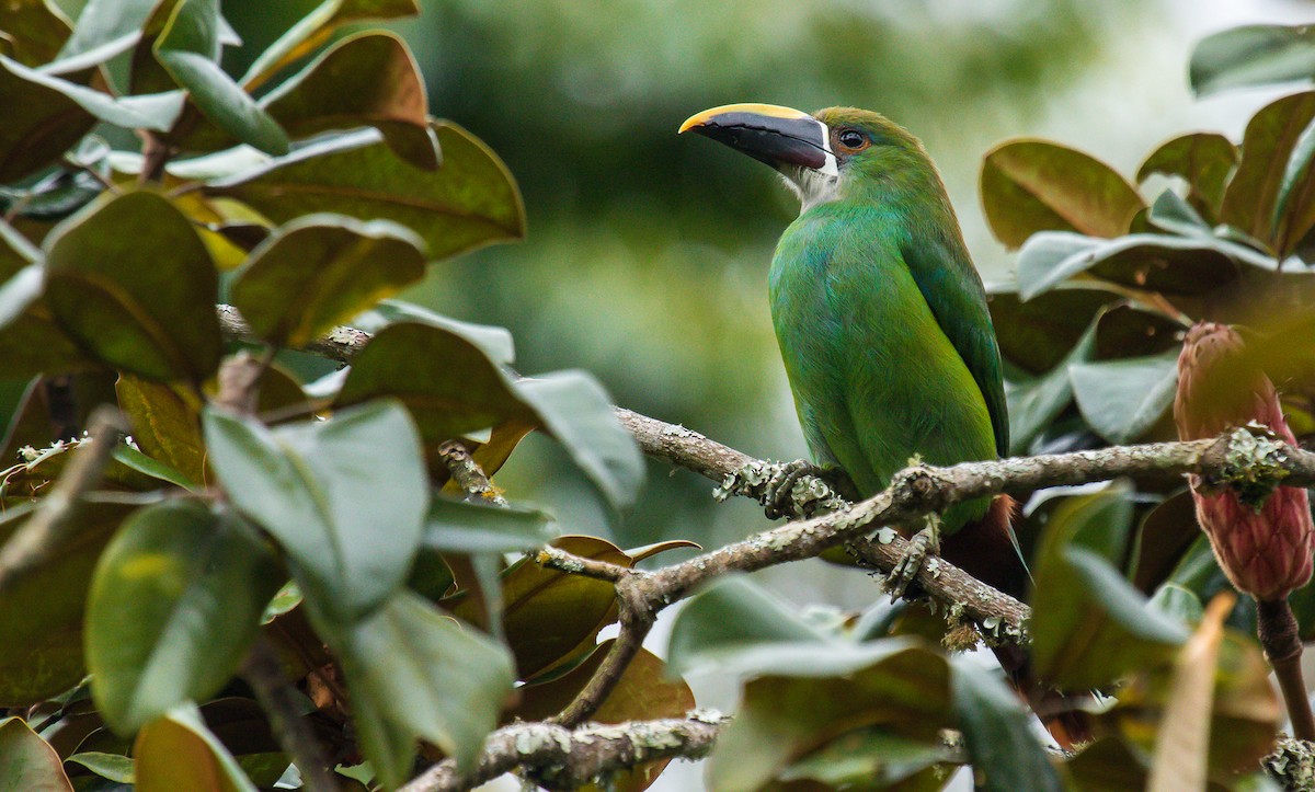 Southern Emerald-Toucanet - David Monroy Rengifo