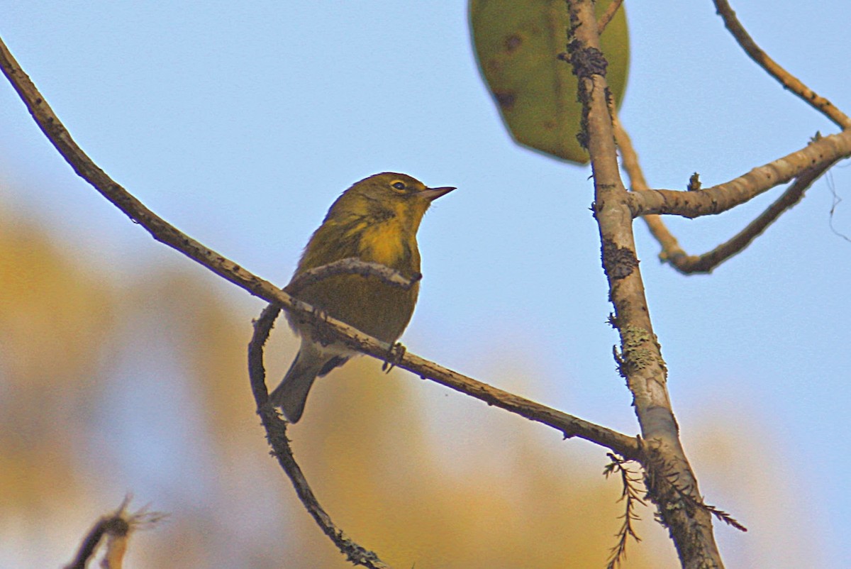 Pine Warbler - Joy Adams-O'Brien