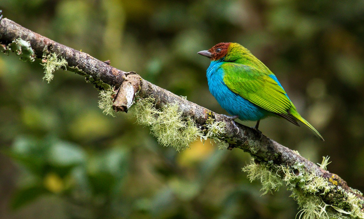 Bay-headed Tanager - ML192861281