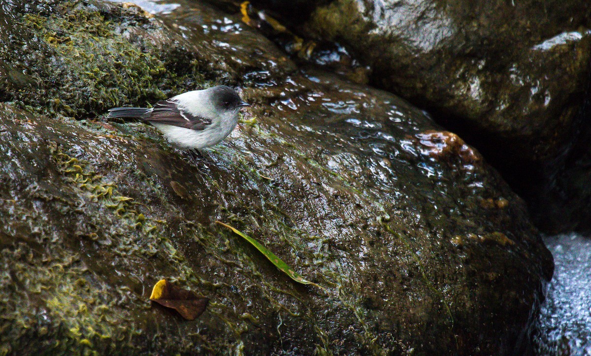 Torrent Tyrannulet - David Monroy Rengifo