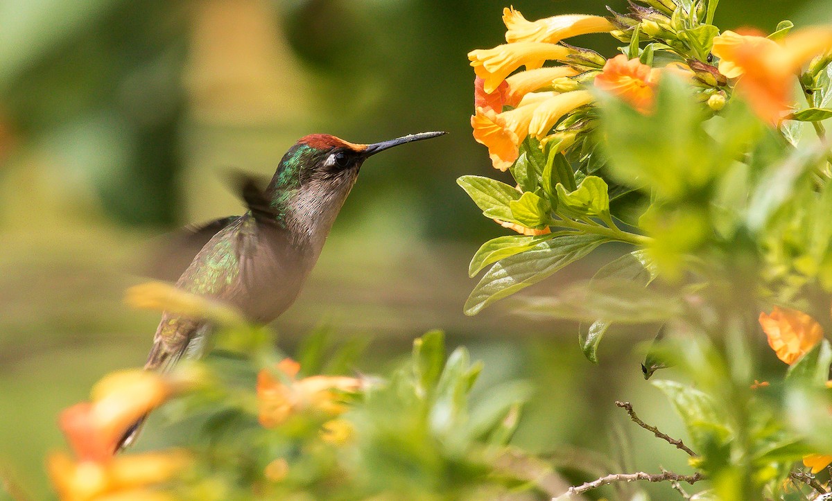 Colibrí Florido de Tolima - ML192861761