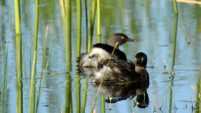 Least Grebe - ML192862901