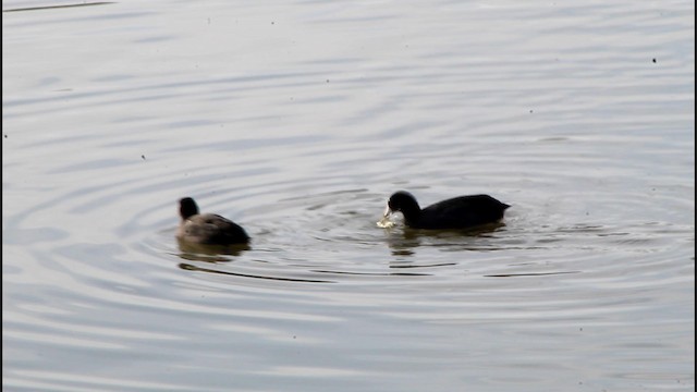 American Coot - ML192863381