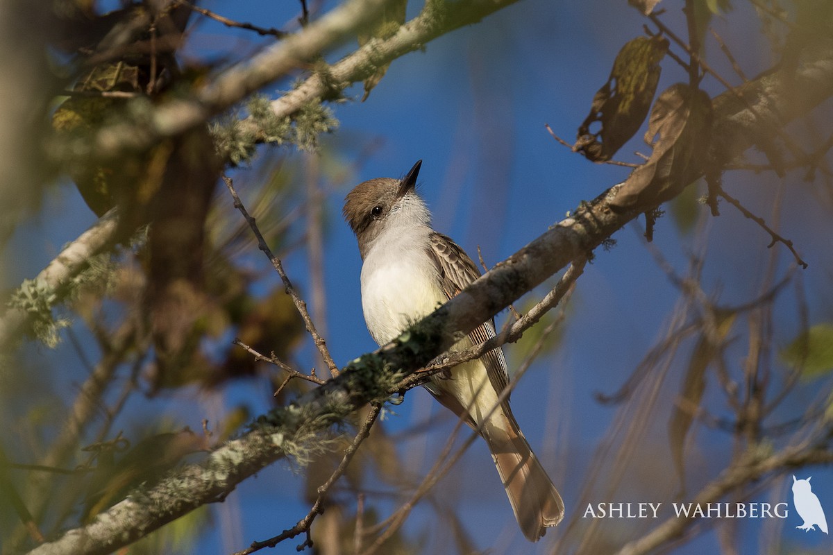Ash-throated Flycatcher - Ashley Wahlberg (Tubbs)