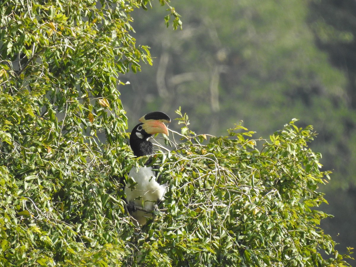 Malabar Pied-Hornbill - ML192867761