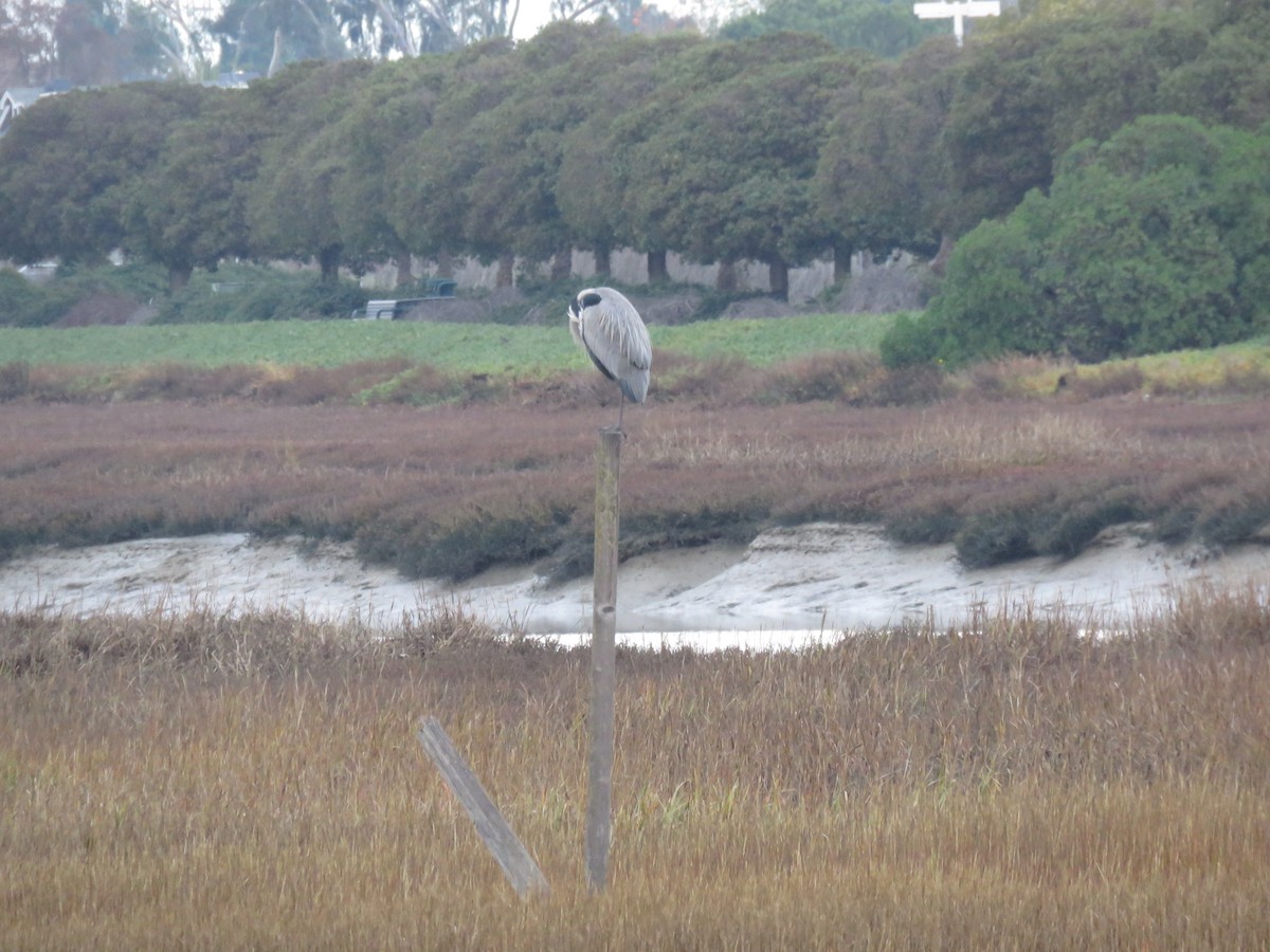 Great Blue Heron - ML192867801