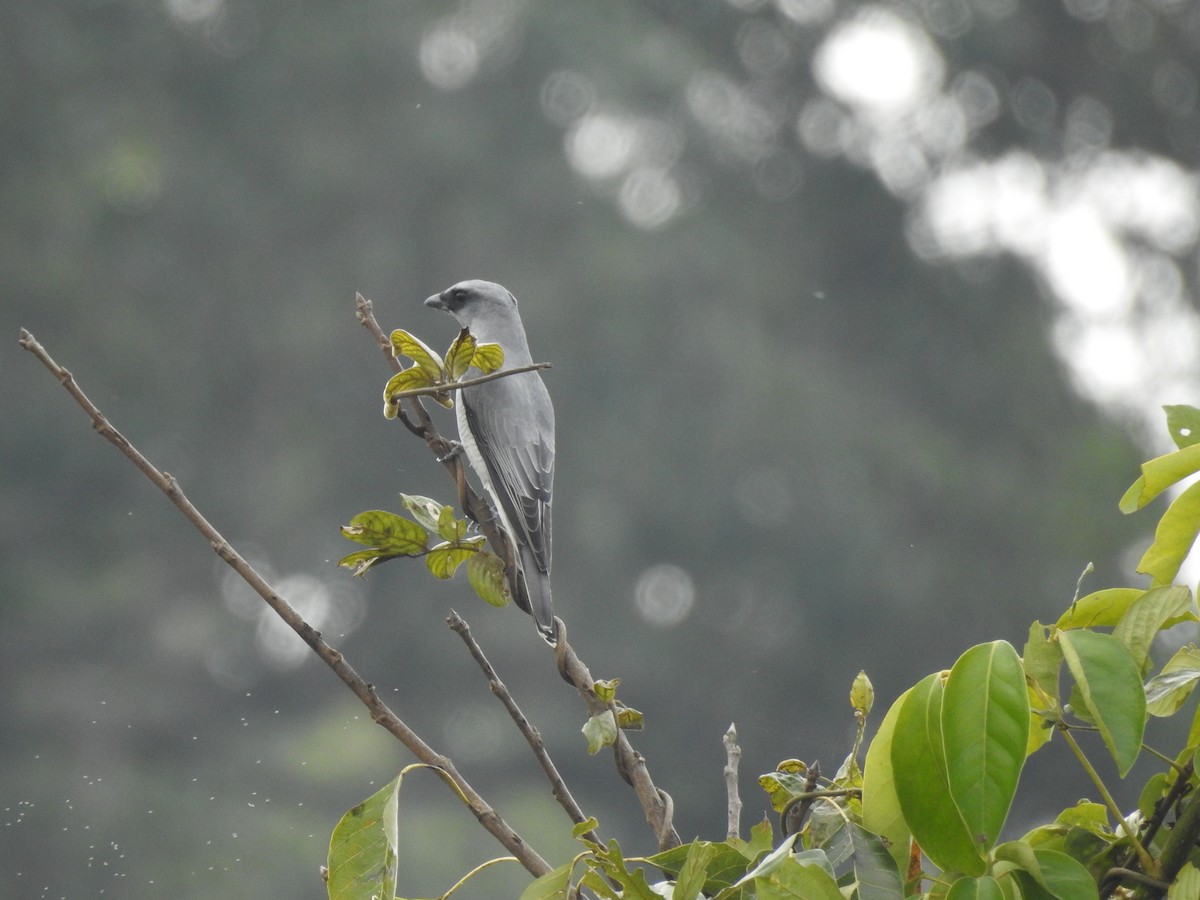 Large Cuckooshrike - ML192868031