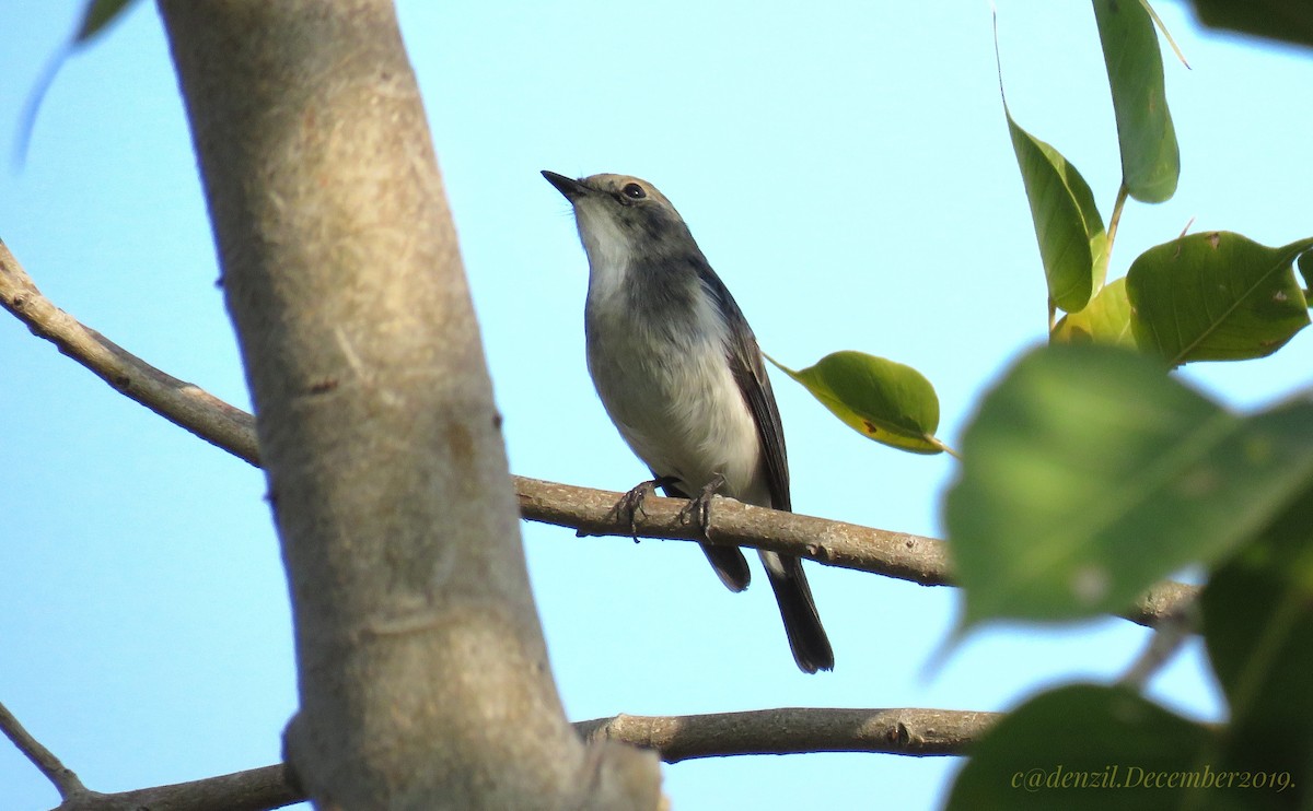 Ultramarine Flycatcher - Denzil Britto