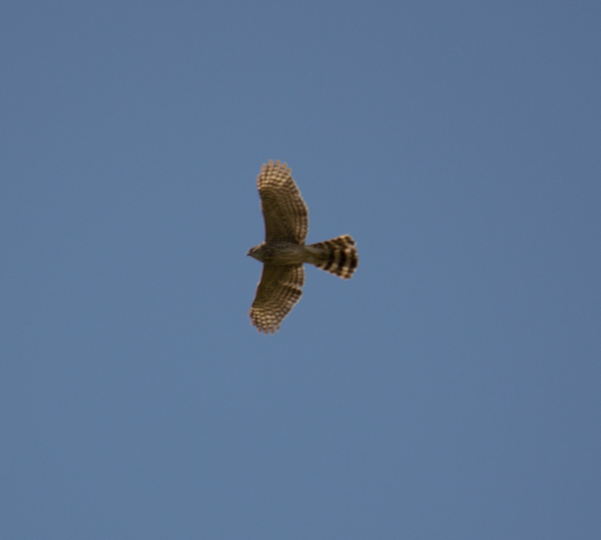 Sharp-shinned Hawk - ML192869421