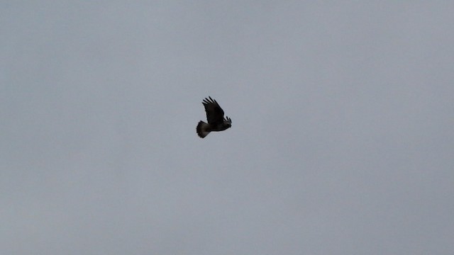 Rough-legged Hawk - ML192869651