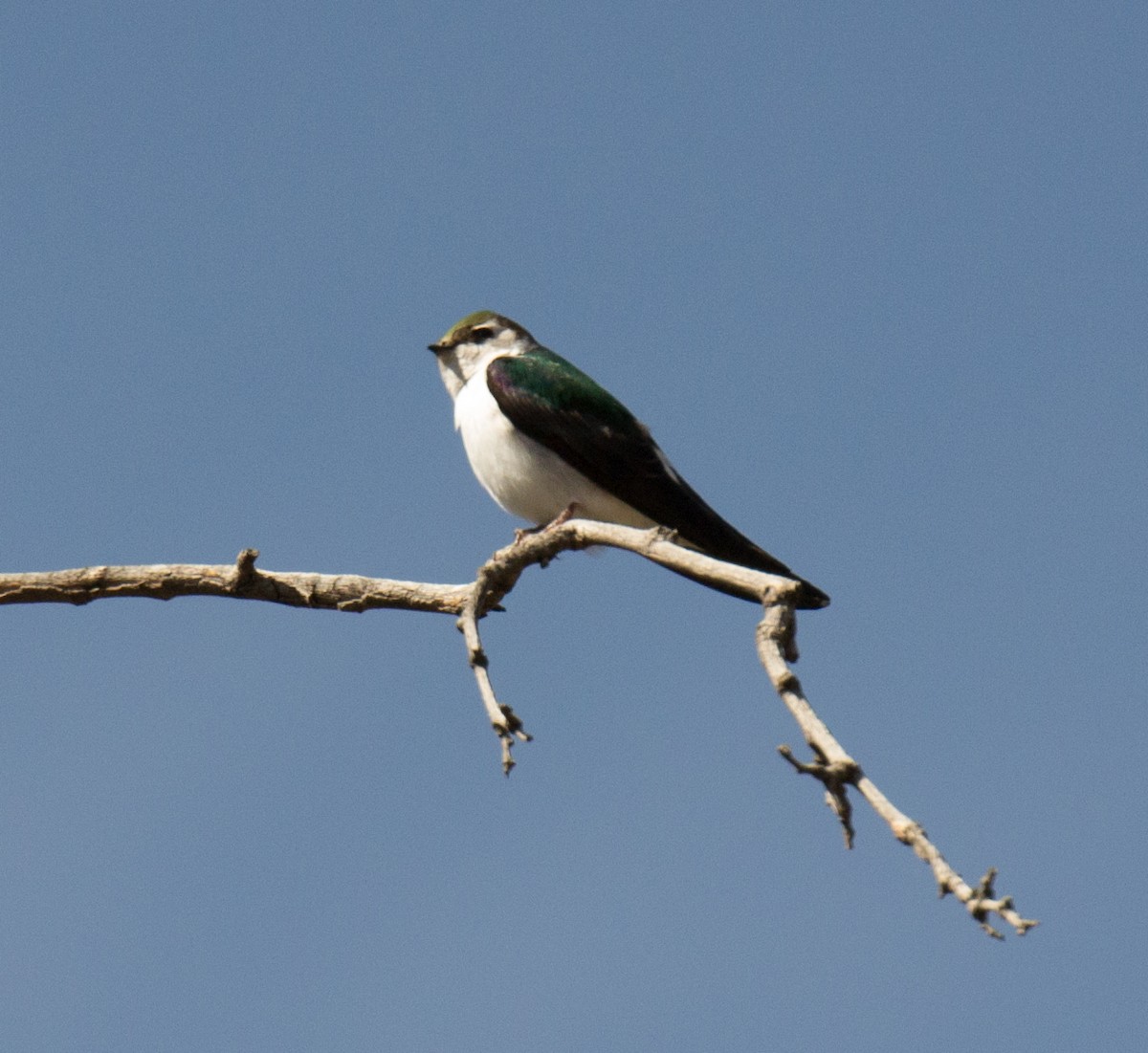 Violet-green Swallow - ML192870271