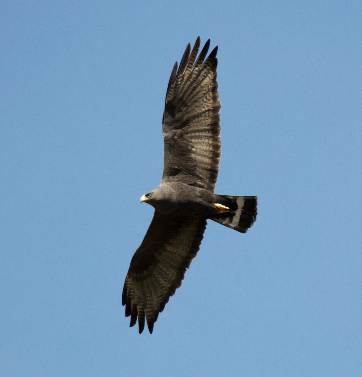 Zone-tailed Hawk - Timothy Marquardt