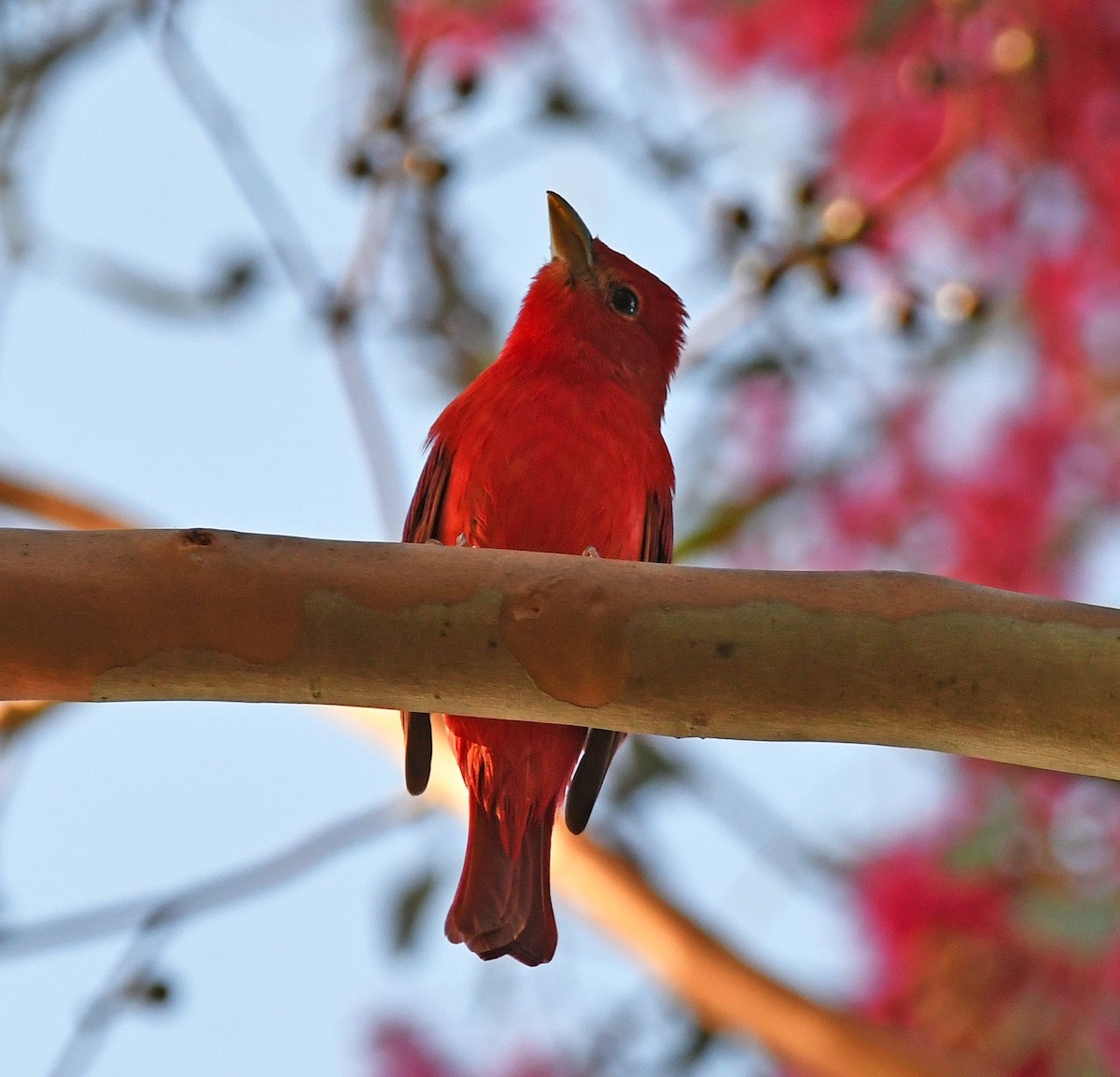 Summer Tanager - ML192870571