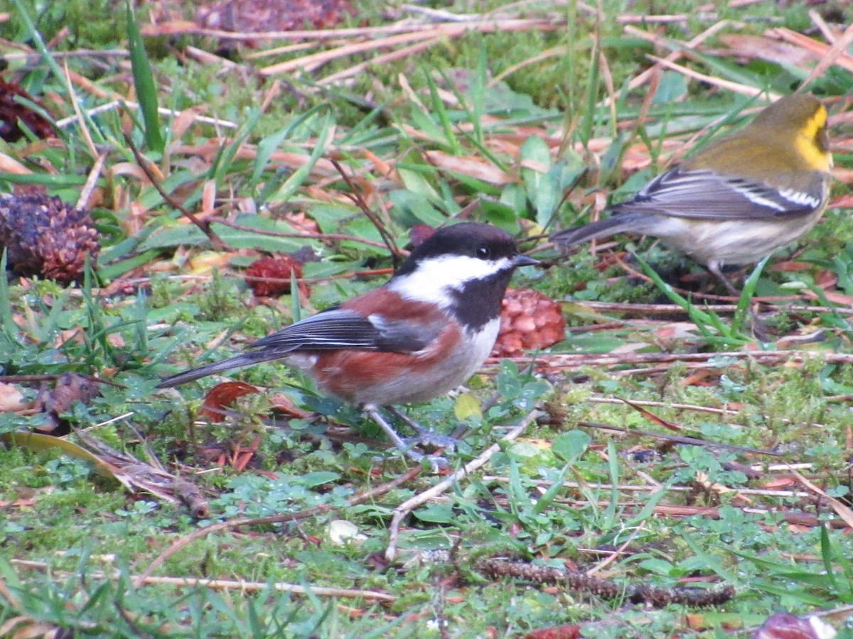 Chestnut-backed Chickadee - David Poortinga