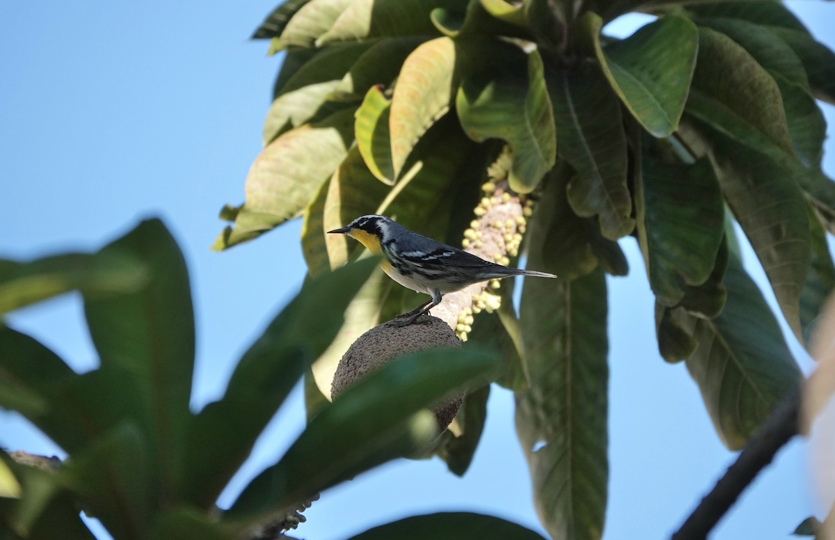 Yellow-throated Warbler - Mark Goodwin