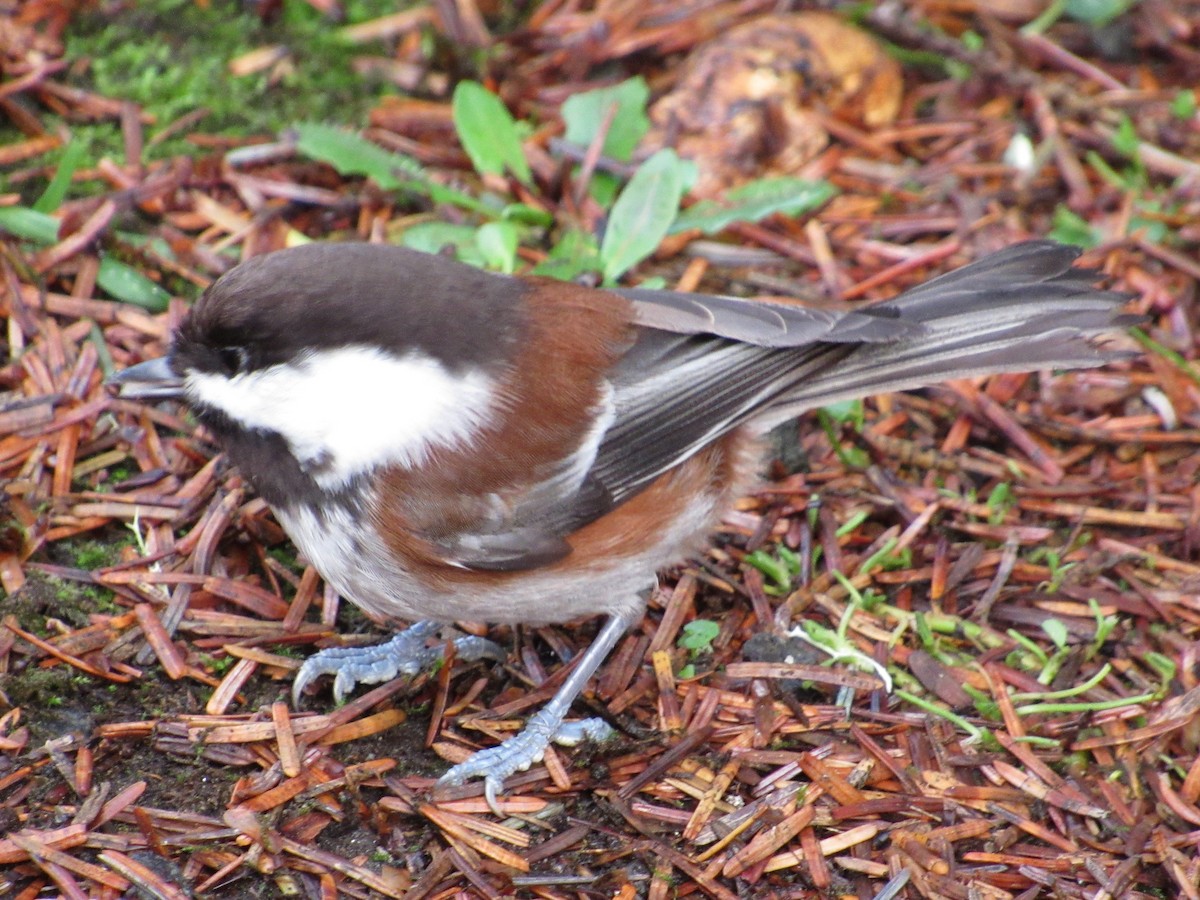 Chestnut-backed Chickadee - David Poortinga