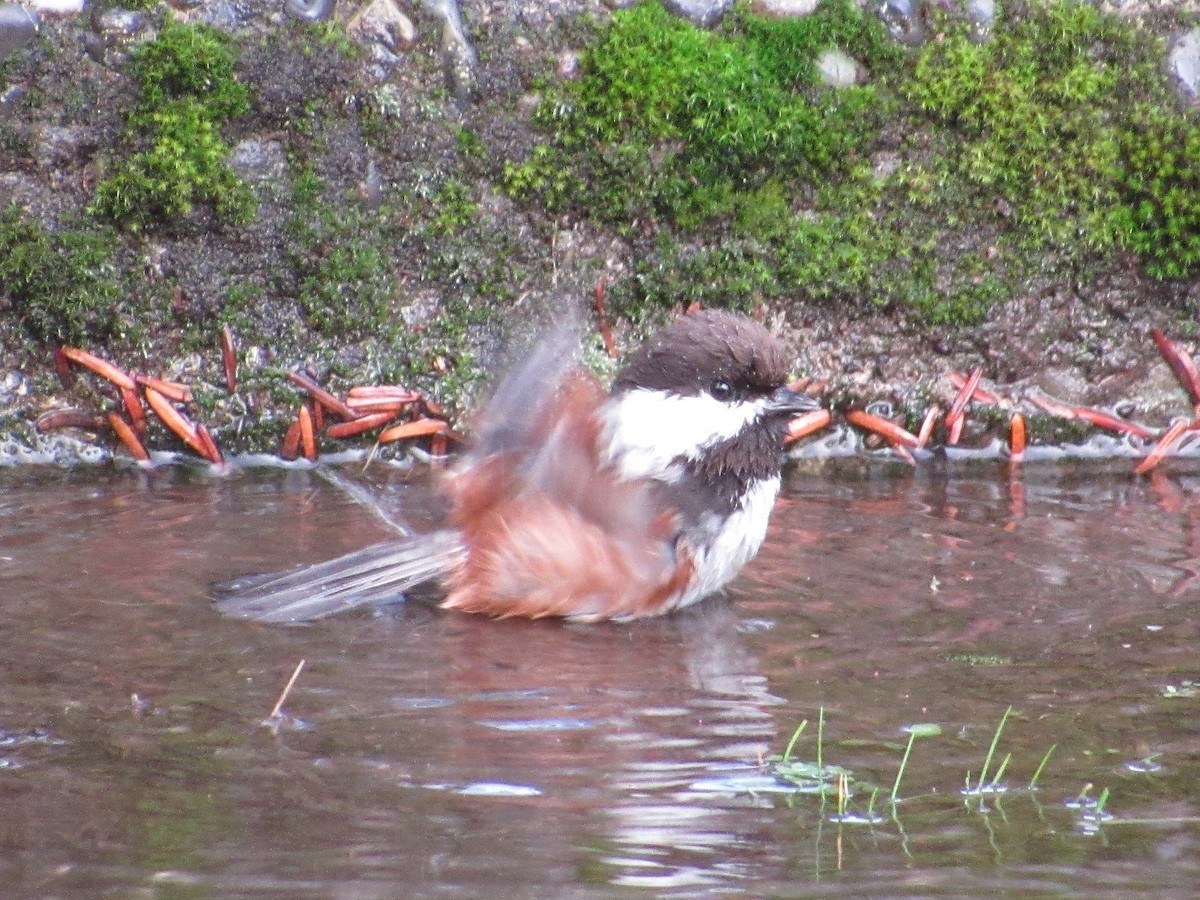 Chestnut-backed Chickadee - David Poortinga