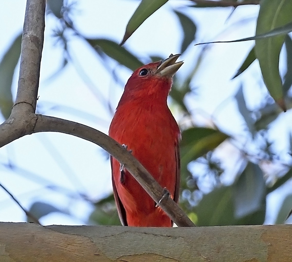 Summer Tanager - ML192874141