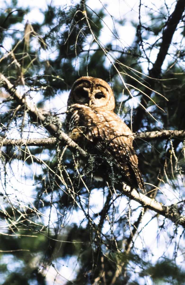 Spotted Owl - ML192875311