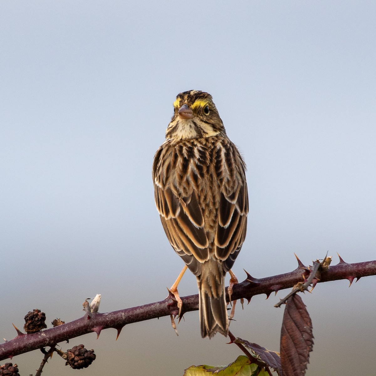 Savannah Sparrow - Philip Kline