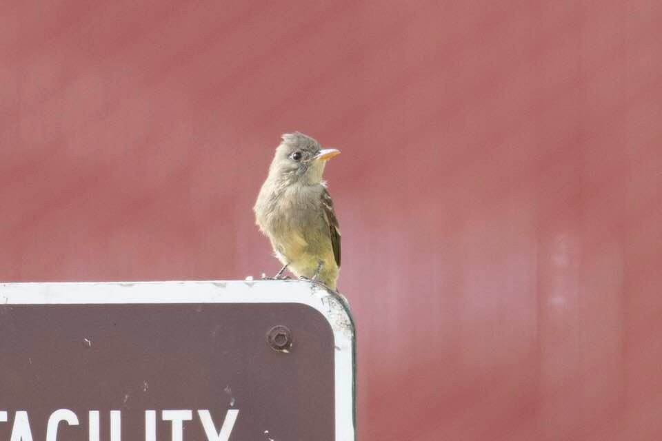 Greater Pewee - matthew jensen