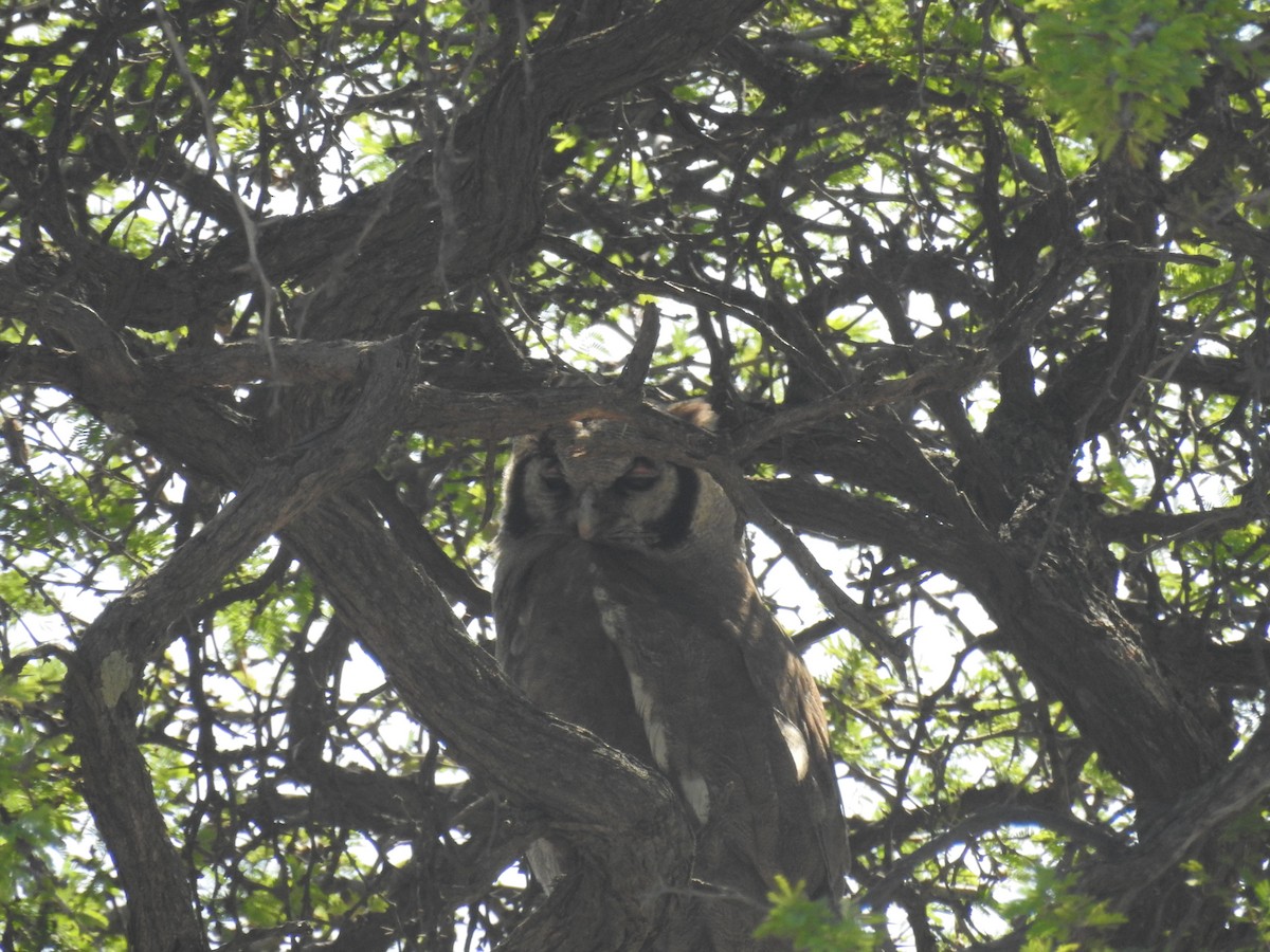 Verreaux's Eagle-Owl - ML192882281