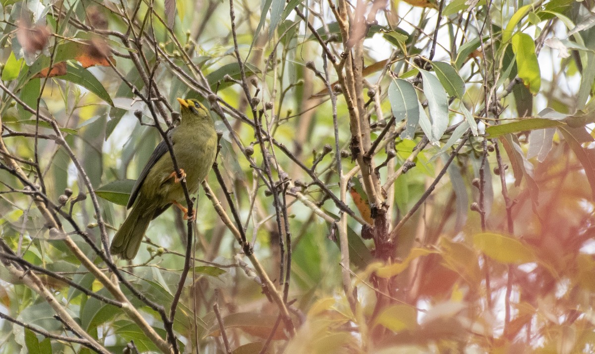 Bell Miner - ML192884371