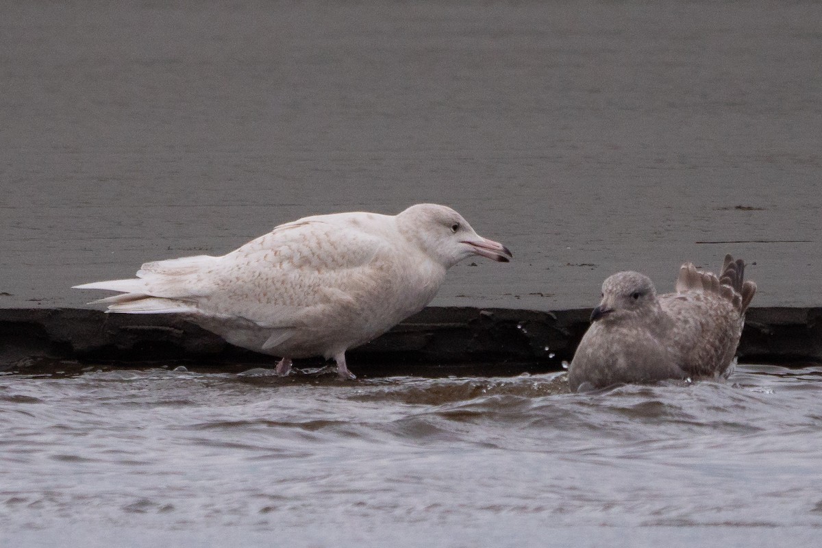 Glaucous Gull - Grace Oliver