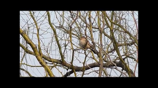 Carbonated Sierra Finch - ML192884951