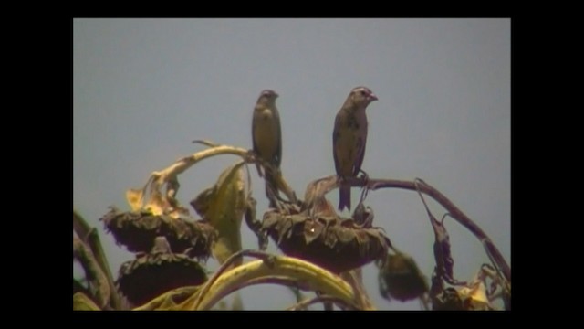 Bobolink - ML192885061