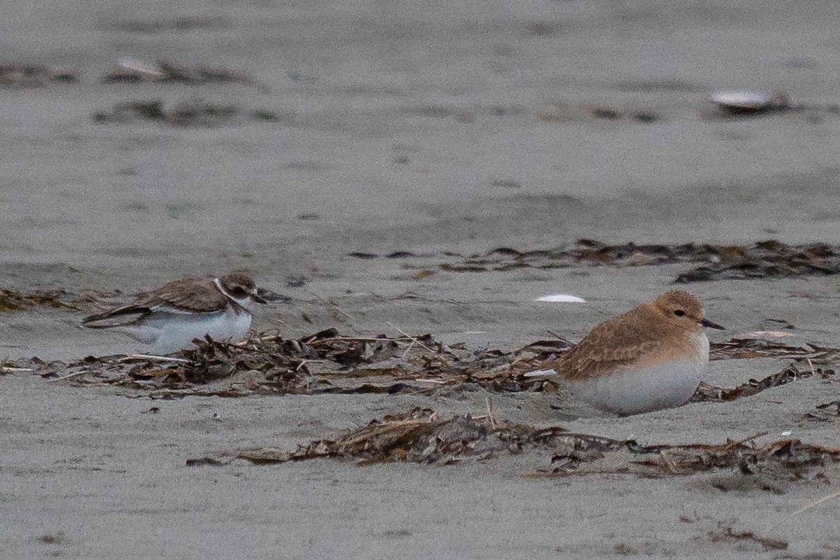 Mountain Plover - ML192886471