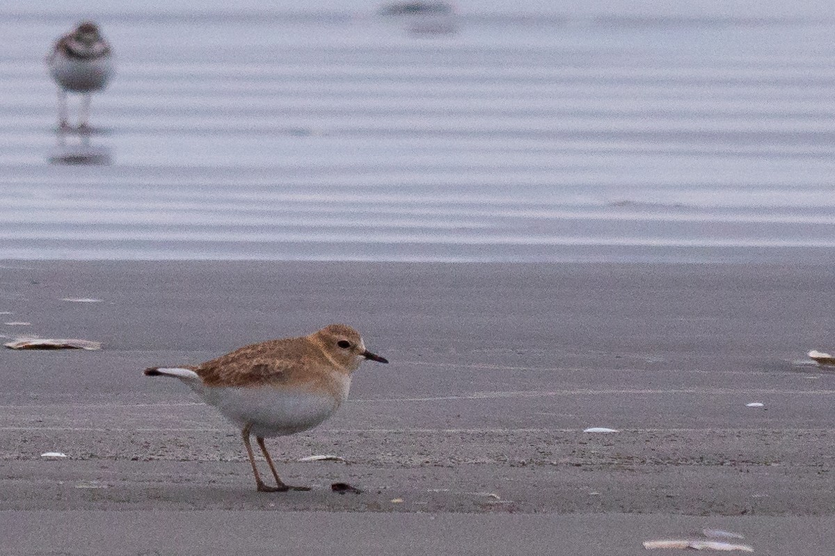 Mountain Plover - ML192886491