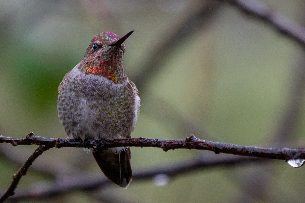 Colibrí de Anna - ML192886701