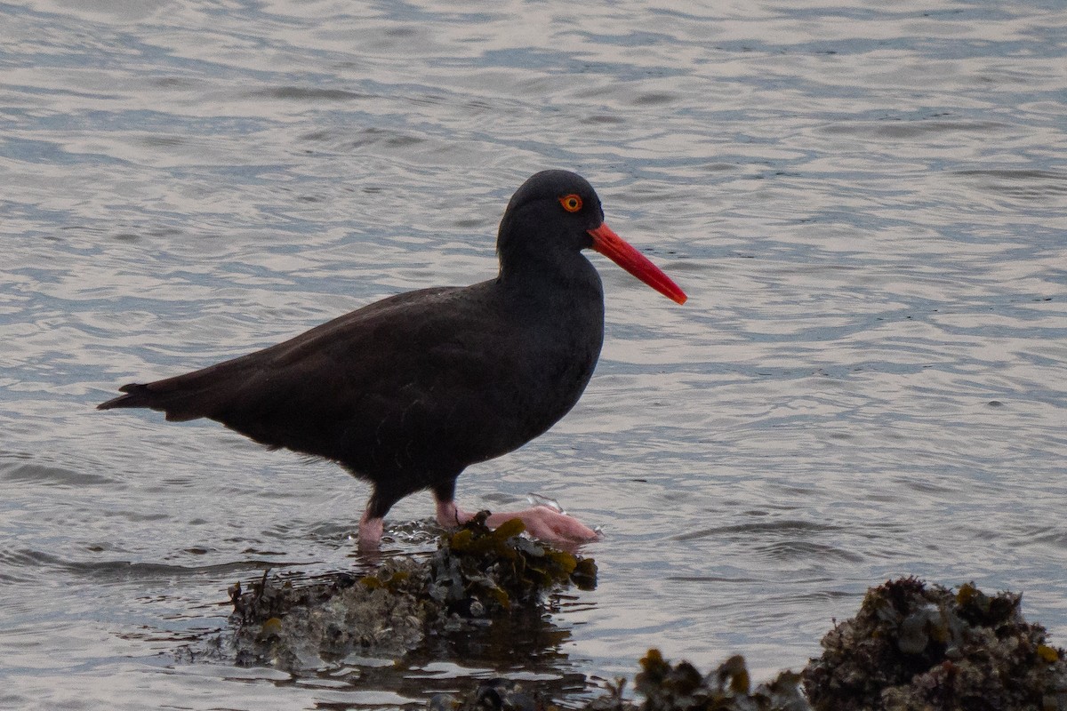 Black Oystercatcher - ML192886931