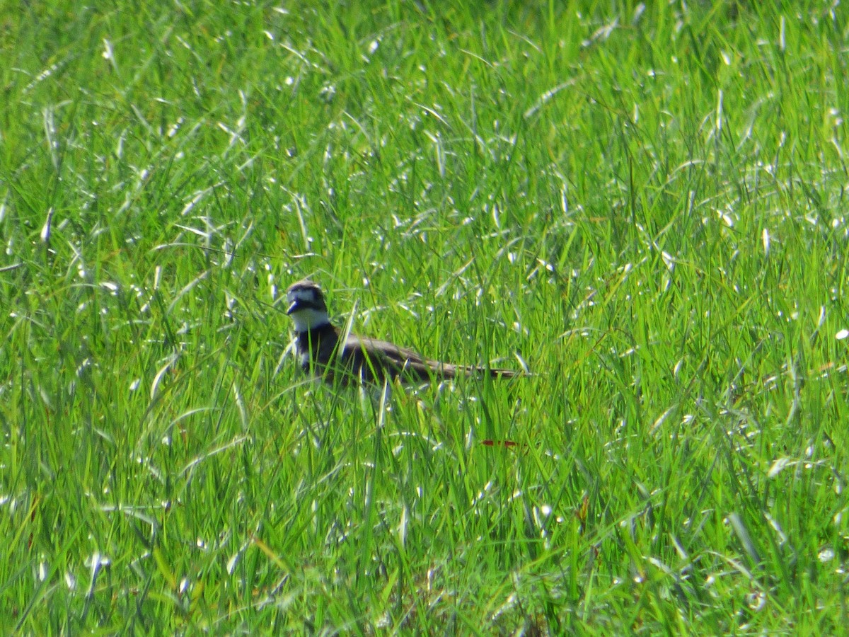 Killdeer - ML192888301