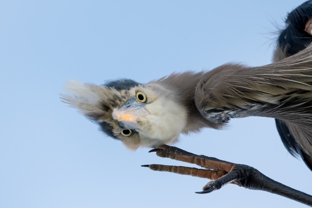 Great Blue Heron - Melissa James