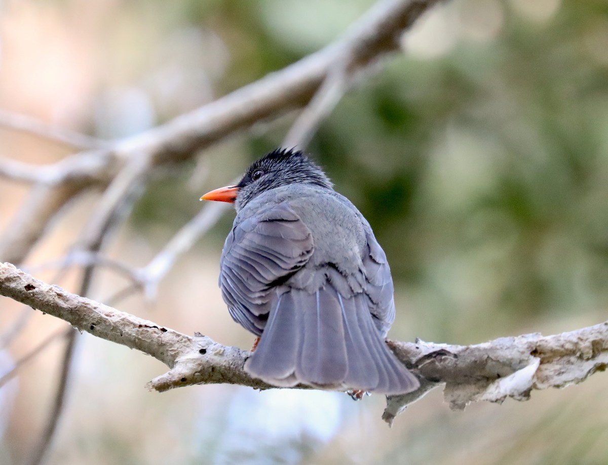 Mauritius Bulbul - ML192890241