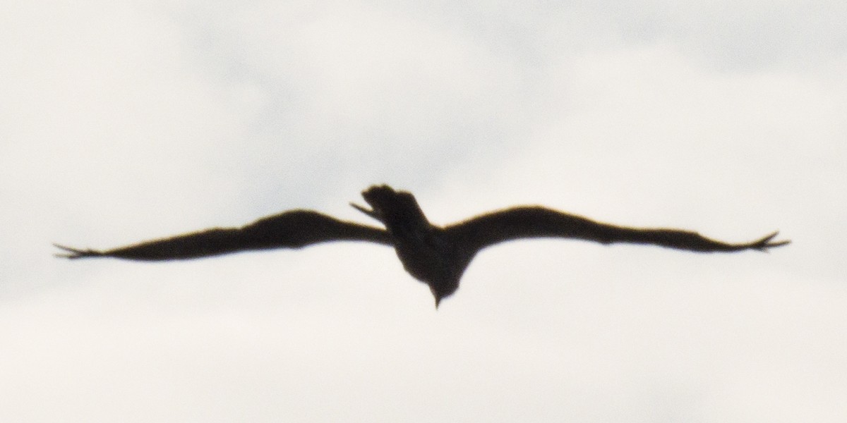 Parasitic Jaeger - ML192890601