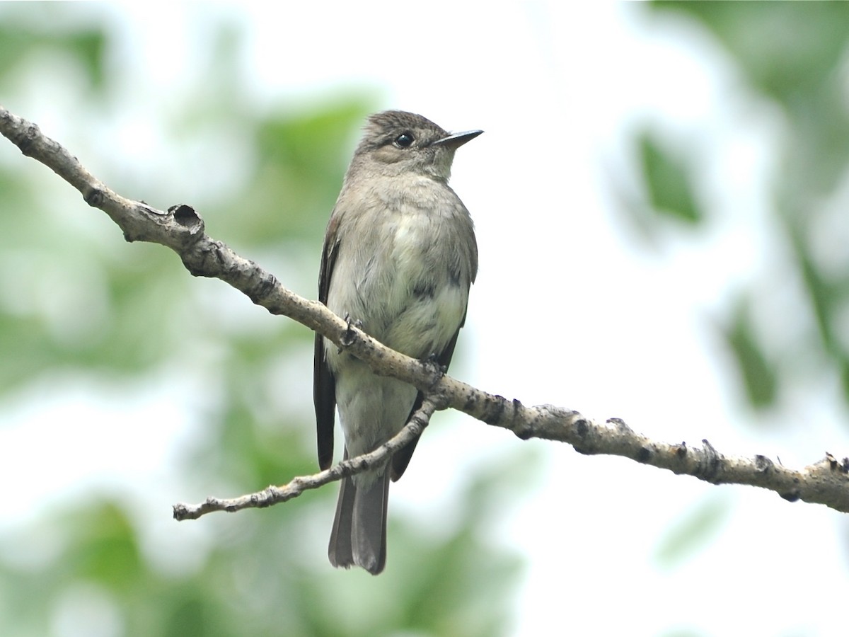 Western Wood-Pewee - ML192891341