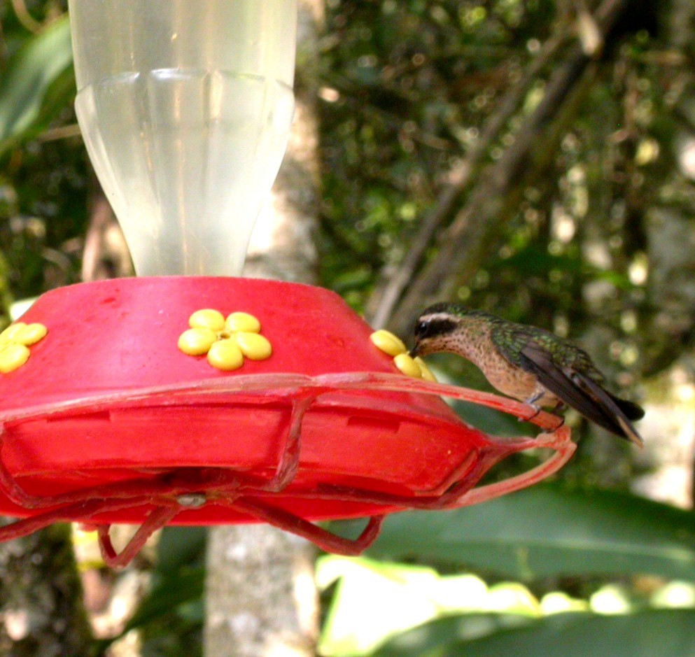 Speckled Hummingbird - Sandra Keller