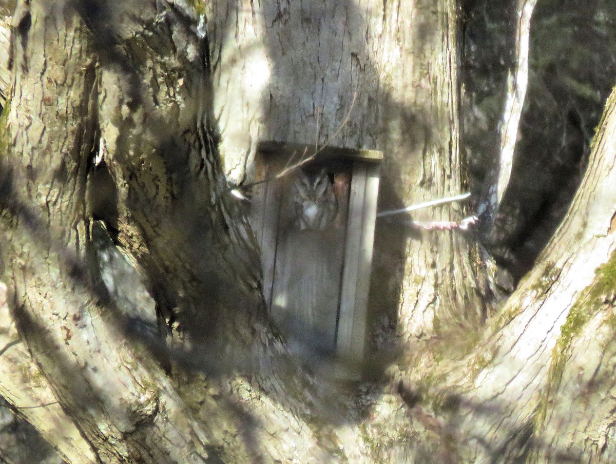 Eastern Screech-Owl - Glenn Wilson