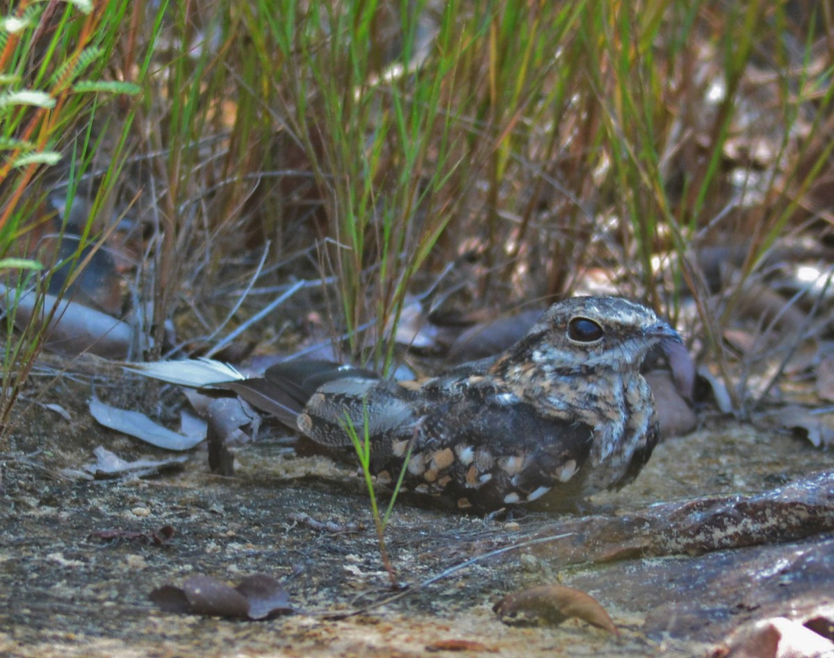 Ladder-tailed Nightjar - ML192899021