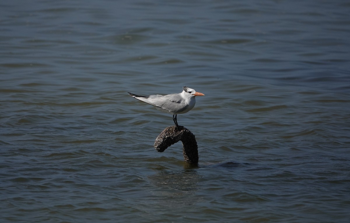 Royal Tern - ML192899371